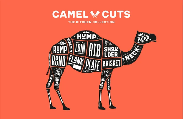 Camello Dromedario Esquema Diagrama Camello Gráfico Guía Del Carnicero Cartel — Vector de stock