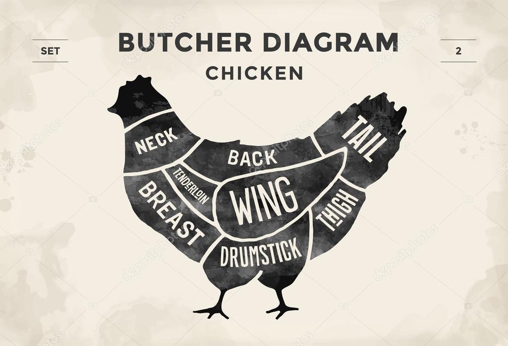 Cut of meat set. Poster Butcher diagram and scheme - Chicken. Vintage typographic hand-drawn. Vector illustration.