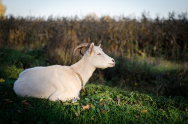Keçi sonbahar manzarası