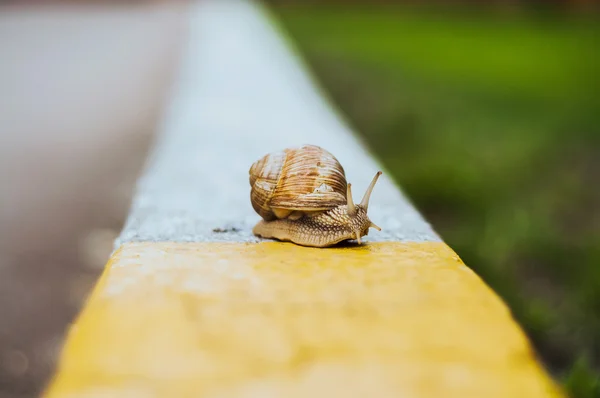 Snail on pavement with blurred background.Selective focus — Stock Photo, Image