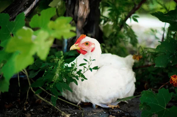 White chicken is resting in the garden — Stock Photo, Image