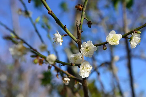 Lengao beautiful plum — Stock Photo, Image