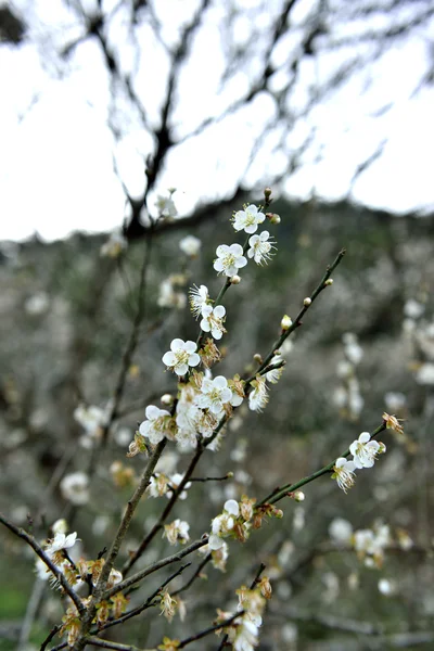 しっかりと不屈"梅の花" — ストック写真