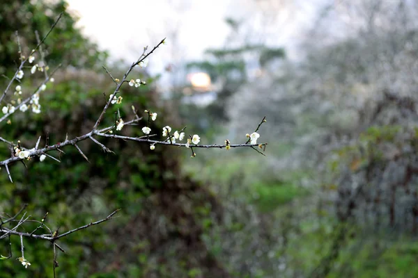 梅の花は寒い冬に繁盛しています。 — ストック写真