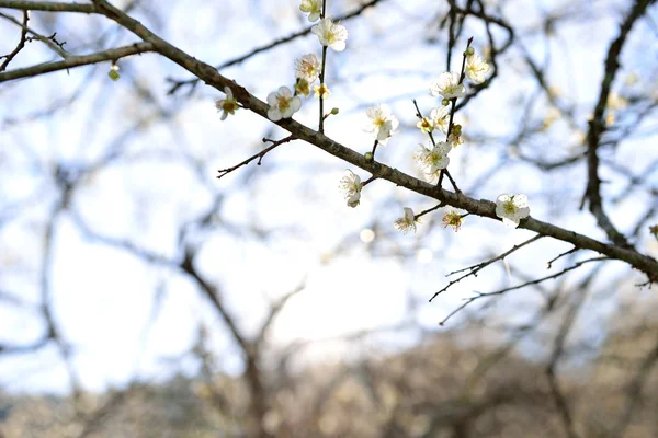 凍結の冬の梅の花が咲く — ストック写真
