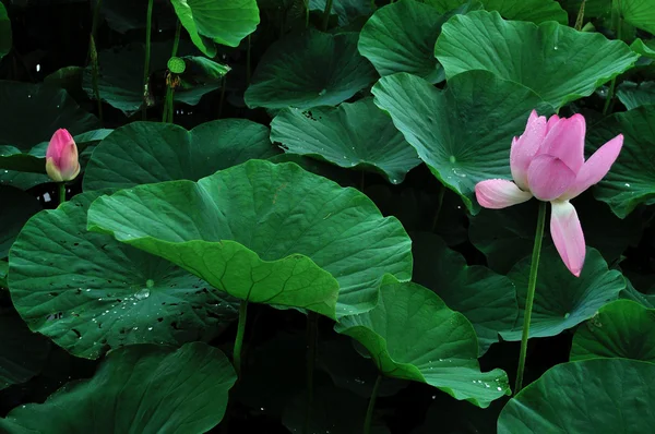 Peach pink lotus formade — Stockfoto