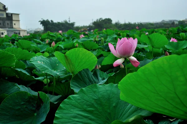 Elegant and delightful lotus — Stock Photo, Image