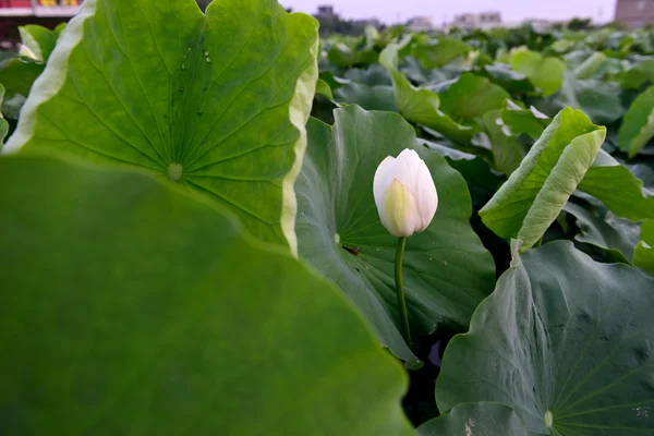 Lotus är mycket vackra på sommaren — Stockfoto