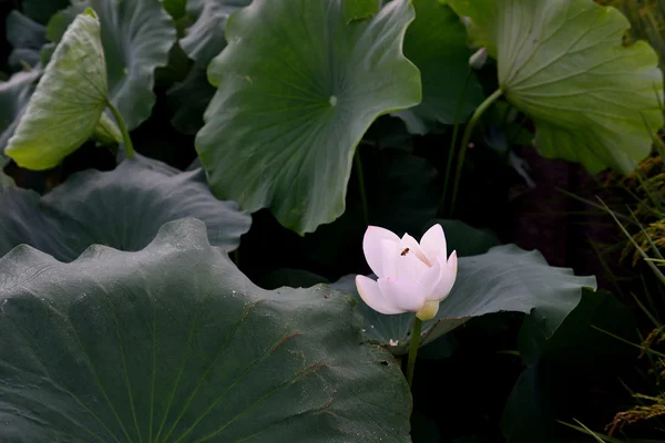 Vackra lotus pool — Stockfoto