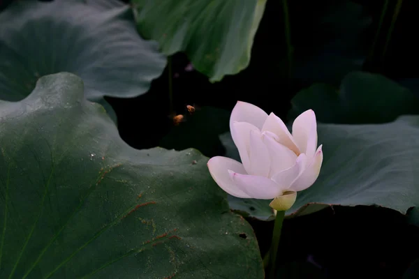 Літнє цвітіння в ставку з красивими водними ліліями — стокове фото