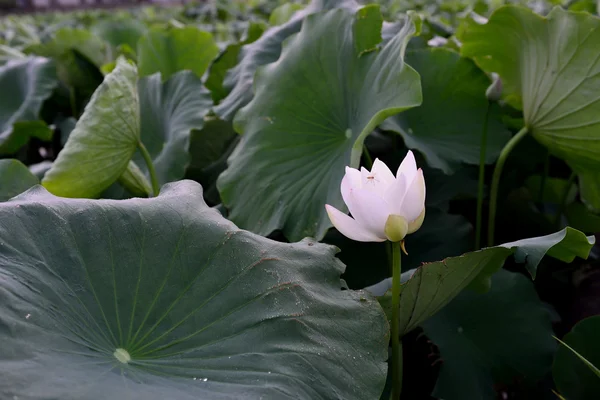 Elegant och härliga lotus — Stockfoto