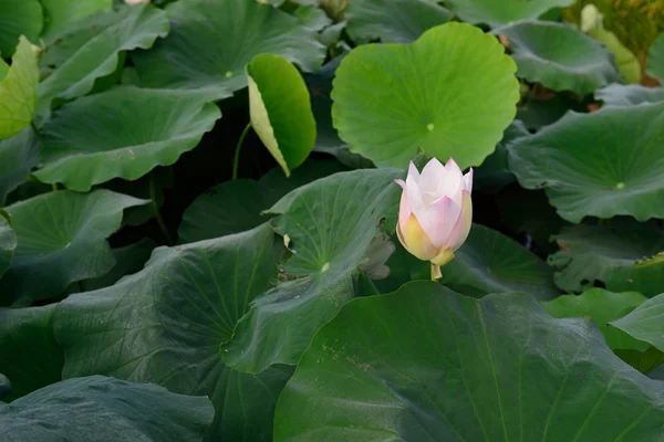 Belle piscine de lotus — Photo