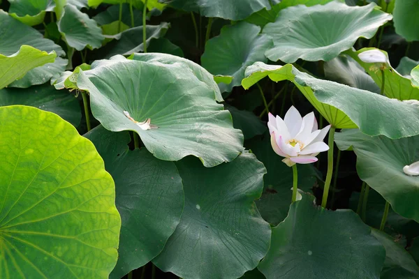 Förvandla till seedpods över natten — Stockfoto