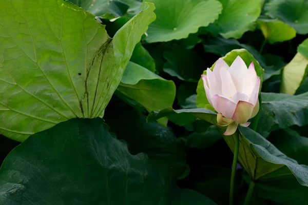 Vackra lotus pool — Stockfoto