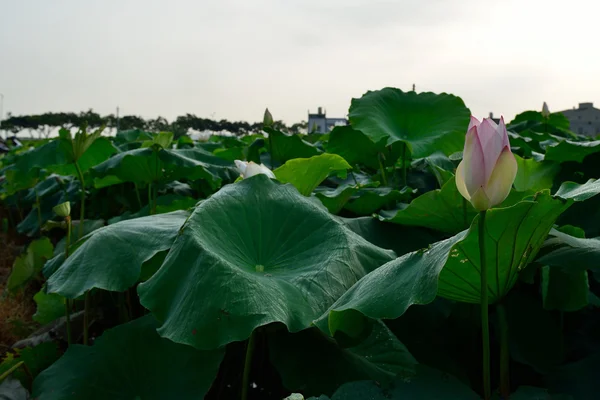 Beautiful lotus pool — Stock Photo, Image