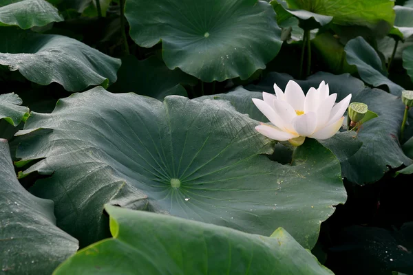 Det finns mer än tio lotusblommor i sjön. — Stockfoto