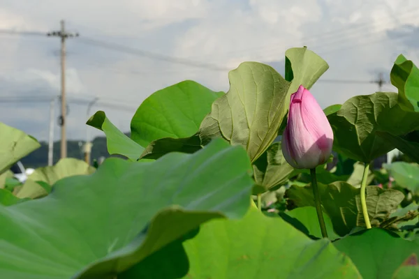 Vackra lotus pool — Stockfoto