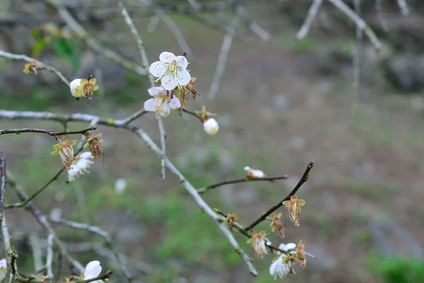 Lengao belle prune — Photo