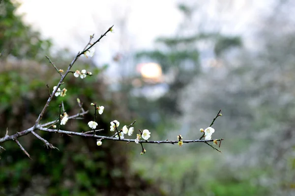 Beautiful bright plum — Stock Photo, Image