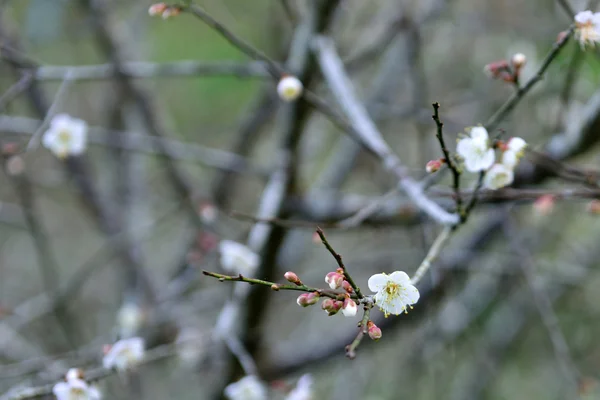 Aquela flor cheira bem. — Fotografia de Stock