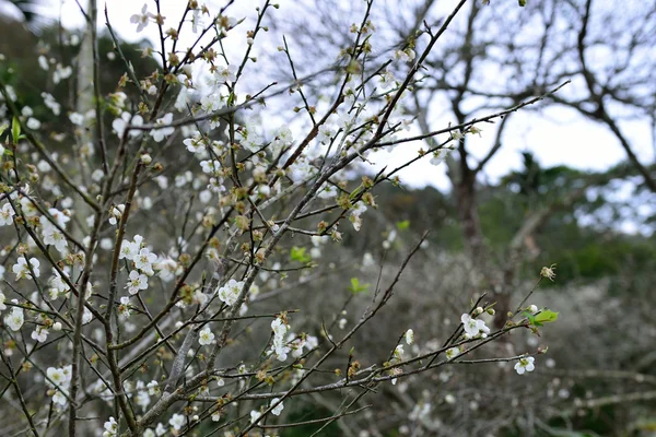 A hideg téli klubok blossom. — Stock Fotó