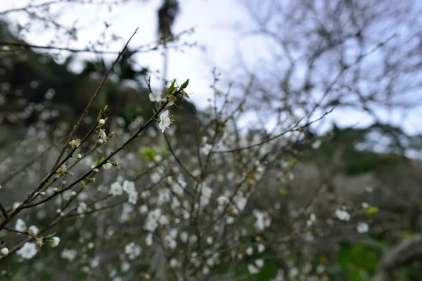 Klubbar blossom i den kalla vintern. — Stockfoto