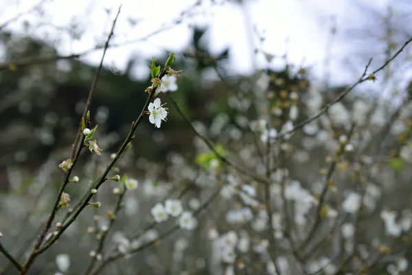 What beautiful blooms — Stock Photo, Image