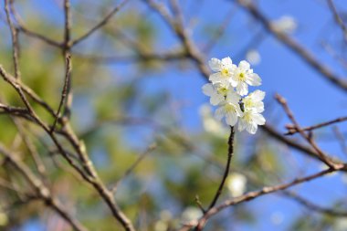 Çiçek kokusu tatlı