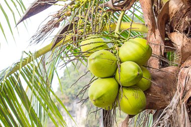 Hindistan cevizi palmiyesi