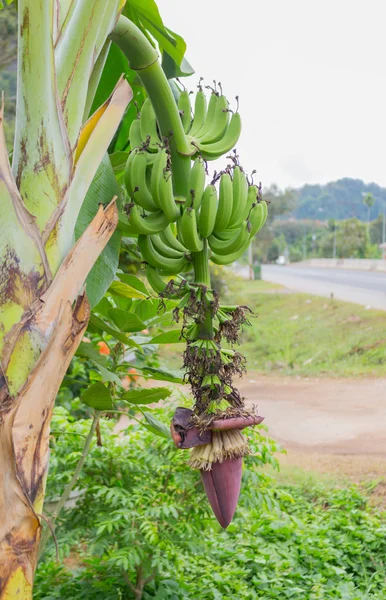 Зелений банан на банановому дереві — стокове фото