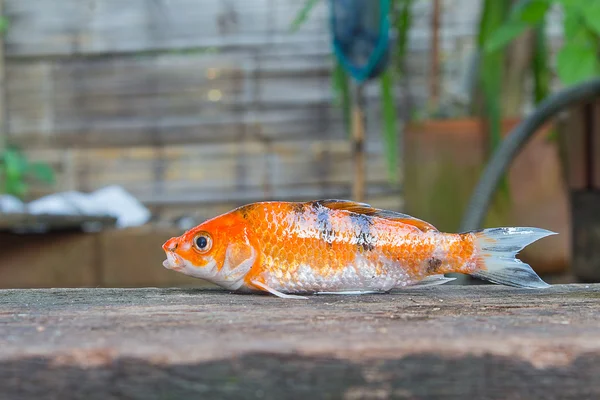 Ikan Koi dengan Tips Putih — Stok Foto