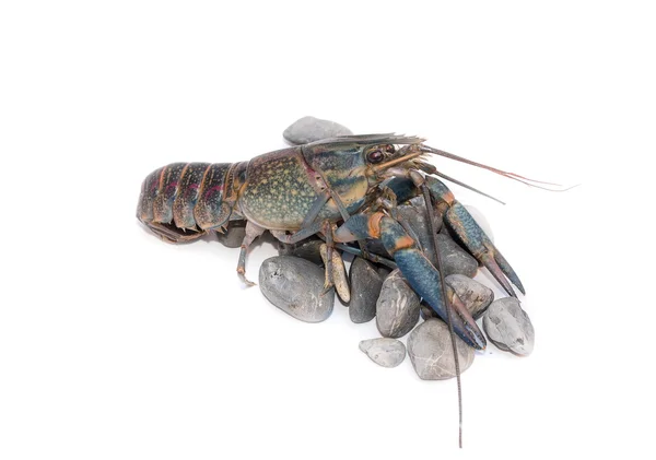 Australian blue crayfish Cherax quadricarinatus — Stock Photo, Image