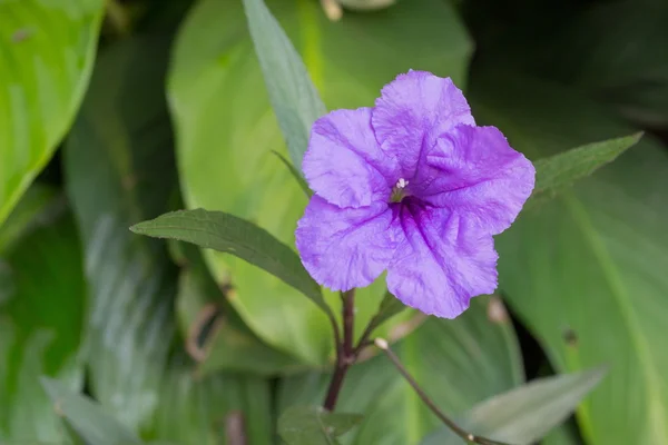 Flores roxas florescem de manhã — Fotografia de Stock