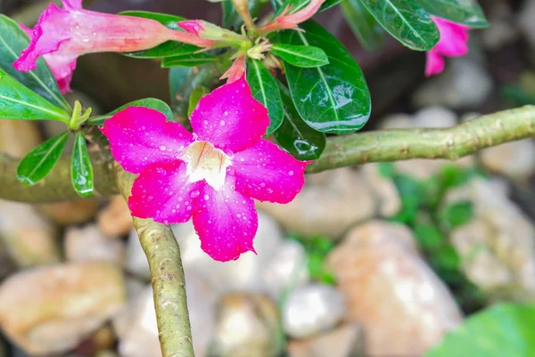 Desert Rose tropické květinové růžové adenium — Stock fotografie