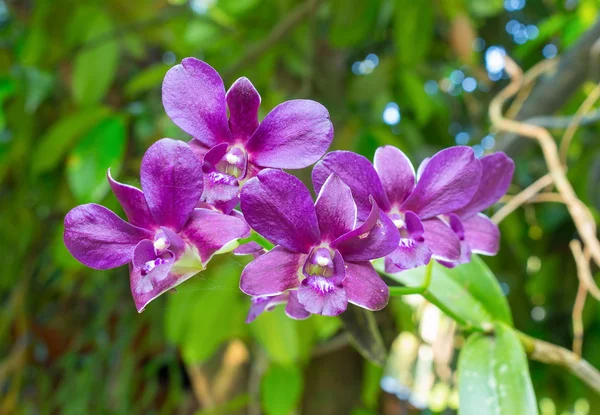 Flores roxas da orquídea o natural — Fotografia de Stock