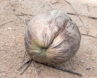 Eski Hindistan cevizi bir aşağı Kuru