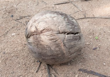 Eski Hindistan cevizi bir aşağı Kuru