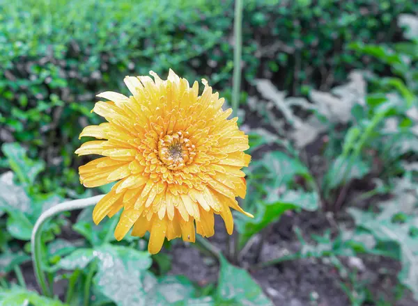 फूल Gerbera पीला बगीचे में पानी की बूंदों के साथ — स्टॉक फ़ोटो, इमेज