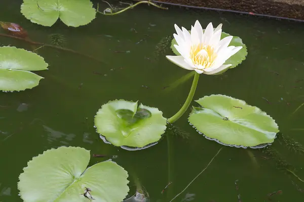 Kwiat biały lotus i lotus liść, lilia wodna — Zdjęcie stockowe