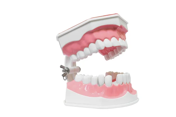 Dental Model of Teeth Isolated on white background clipping path — Stock Photo, Image