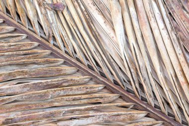 Kurutulmuş eski Hindistan cevizi yaprağı