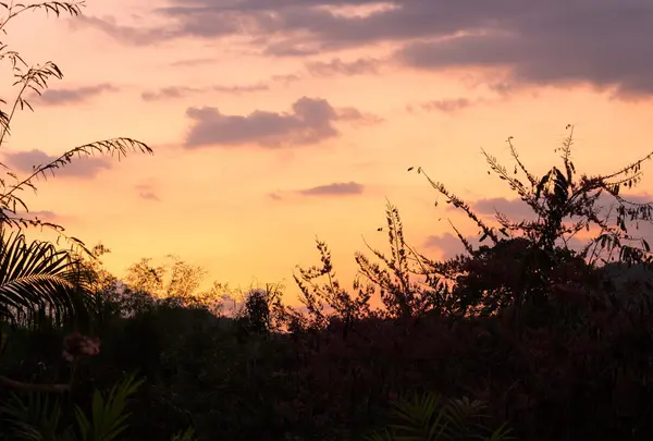 Cielo crepuscolo colorato dietro e silhouette del giardino al tramonto — Foto Stock