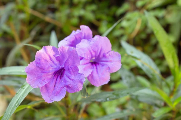 Ruellia virág lila virágos reggel. (Ruellia tuberosa Linn. Waterkanon, Watrakanu, Feverroot, Popping pod) — Stock Fotó