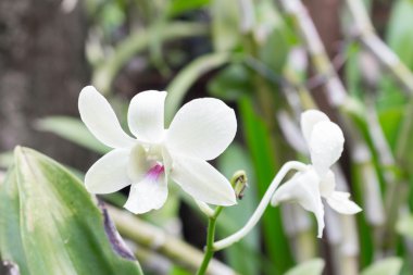 Beyaz Orkide Bahçe doğal çiçekler. odak mor orkide seçin