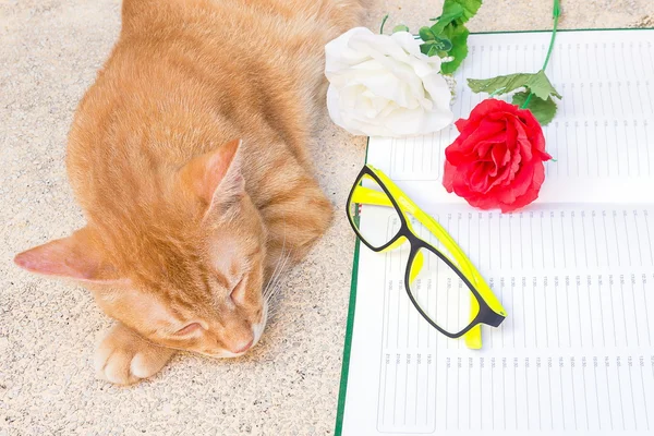 Chat orange dormant paisible près d'une fleur et d'un carnet — Photo