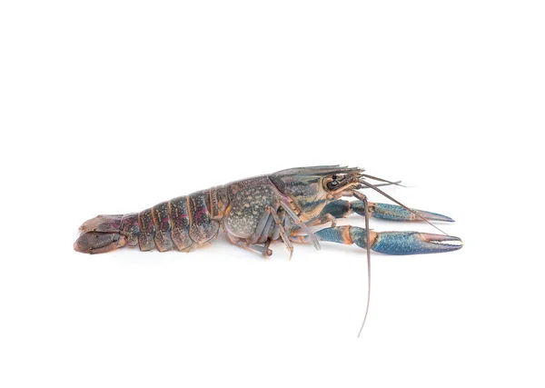 Cherax uadricarinatus blauer Krebs — Stockfoto