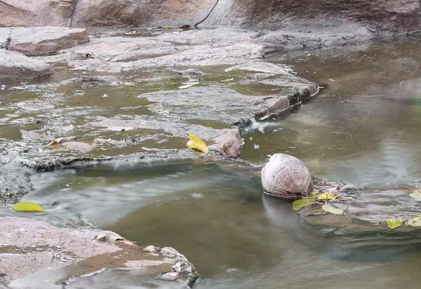 Pochłaniającą kokosowego w brook coconut suche drop — Zdjęcie stockowe