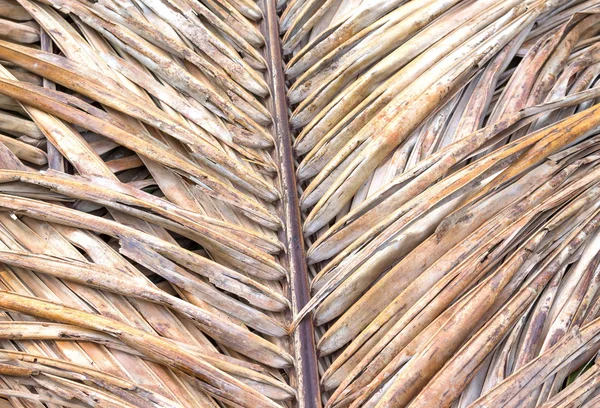 Old coconut leaf dried  background — Stock Photo, Image