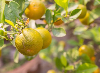 meyve portakal ağacı üzerinde olgunlaştırmak