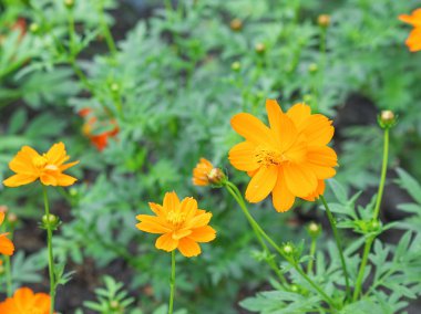 Cosmos çiçek orange 